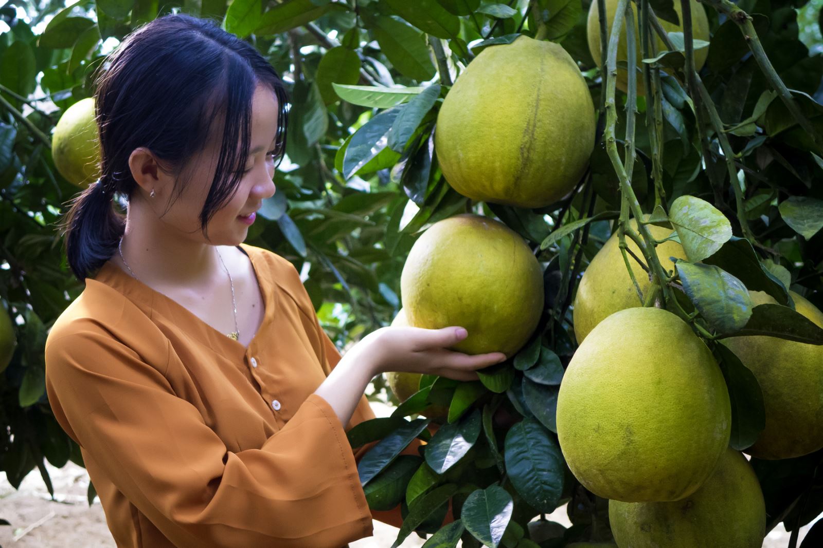 Bưởi Đoan Hùng 1