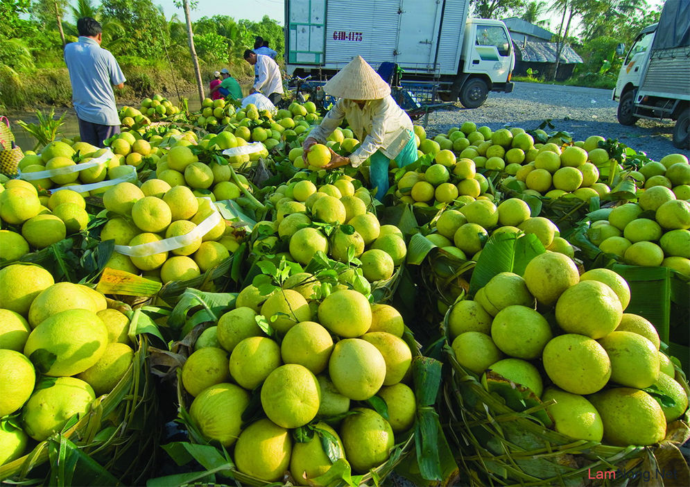 Bưởi năm roi Phú Hữu 1