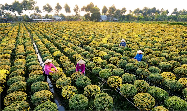 Đồng Tháp