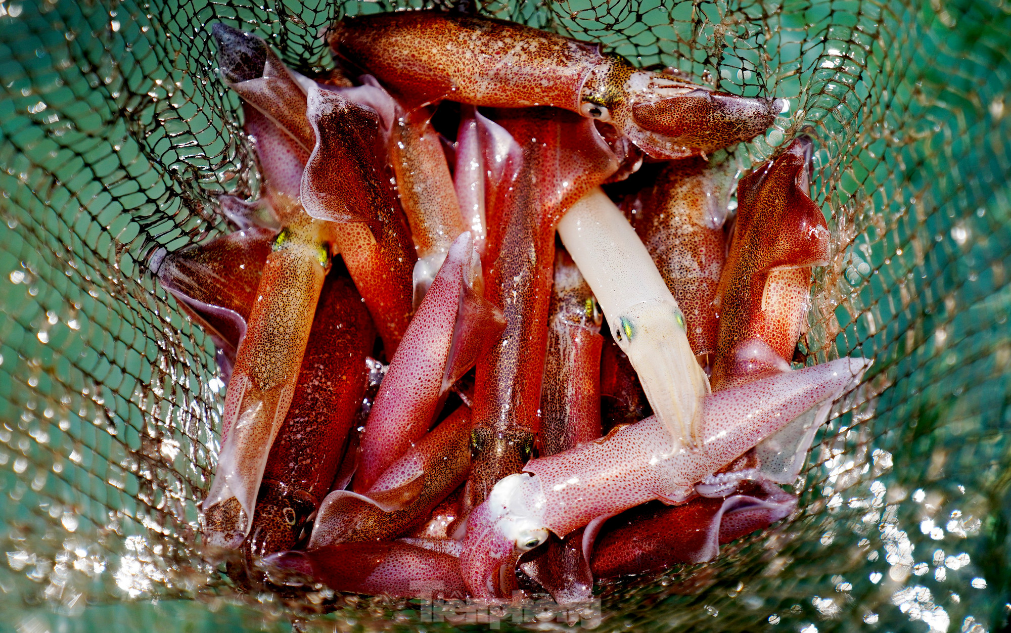 Mực nhảy Vũng Áng 5