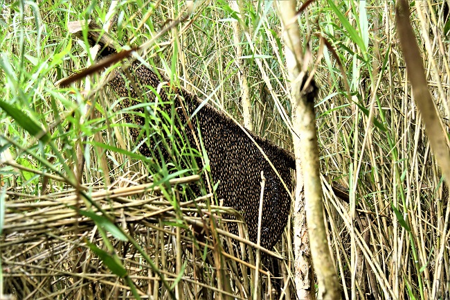 Nghề Gác Kèo Ong ở Cà Mau 1