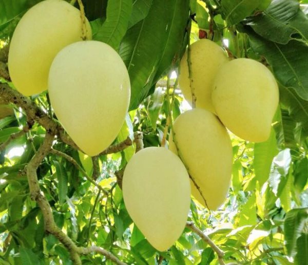 Xoài Cát Chu - Đắc sản trứ danh của tỉnh Đồng Tháp 1