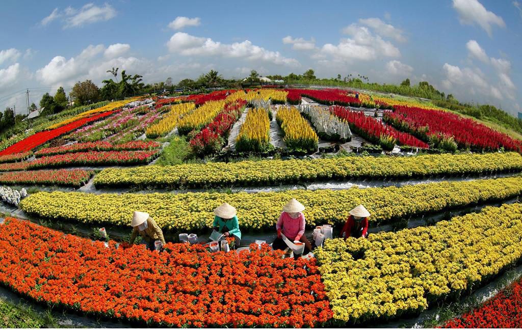 Tour Đồng Tháp 3N2Đ Vũng Tàu - Đồng Tháp, Vườn Quýt - Làng Sen, Đồng Tháp - Vũng Tàu 1
