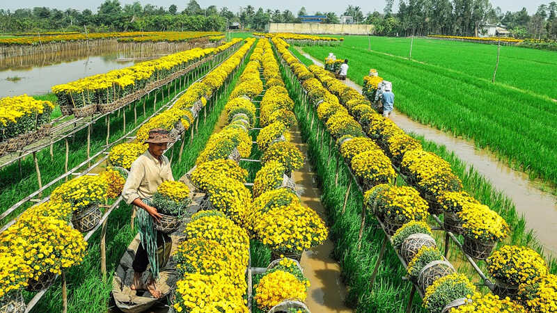 Khám phá làng hoa Sa Đéc: Thủ phủ hoa lớn nhất miền Tây 1