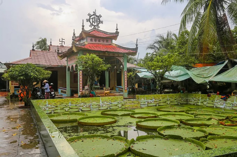 Vãn cảnh chùa Lá Sen, chiêm ngưỡng “vua” của các loại sen khổng lồ 1