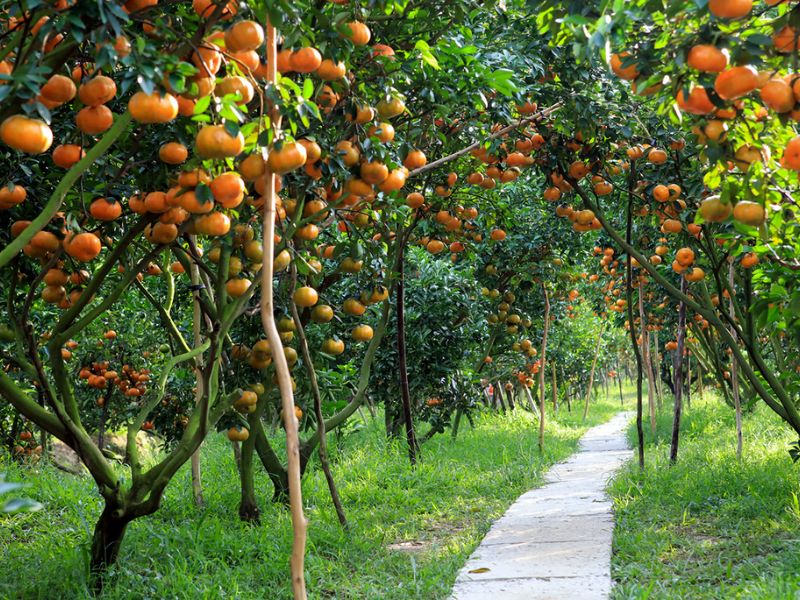 Vườn quýt hồng Lai Vung: Khám phá hương vị ngọt ngào ngay tại chỗ 1