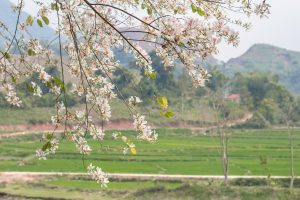 Tour "Du Lịch Điện Biên - Mùa Hoa Ban Nở" 3 Ngày 2 Đêm 5