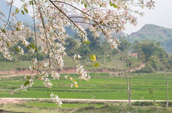 Tour "Du Lịch Điện Biên - Mùa Hoa Ban Nở" 3 Ngày 2 Đêm 11