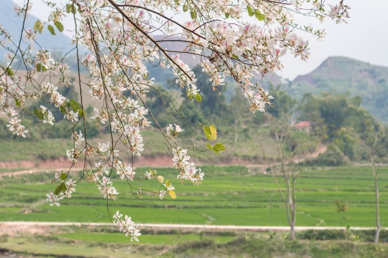 Tour “Du Lịch Điện Biên – Mùa Hoa Ban Nở” 3 Ngày 2 Đêm