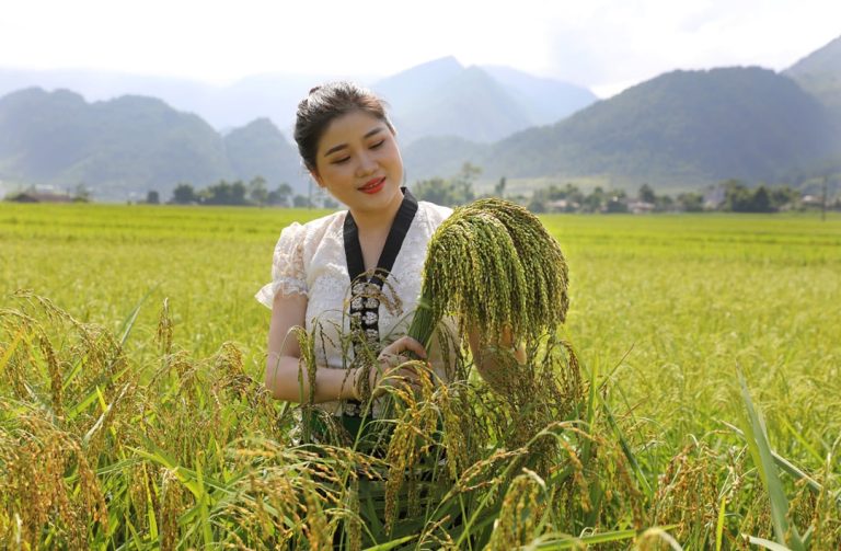 Gạo nếp nương Tú Lệ – Dẻo thơm gạo nếp vùng cao
