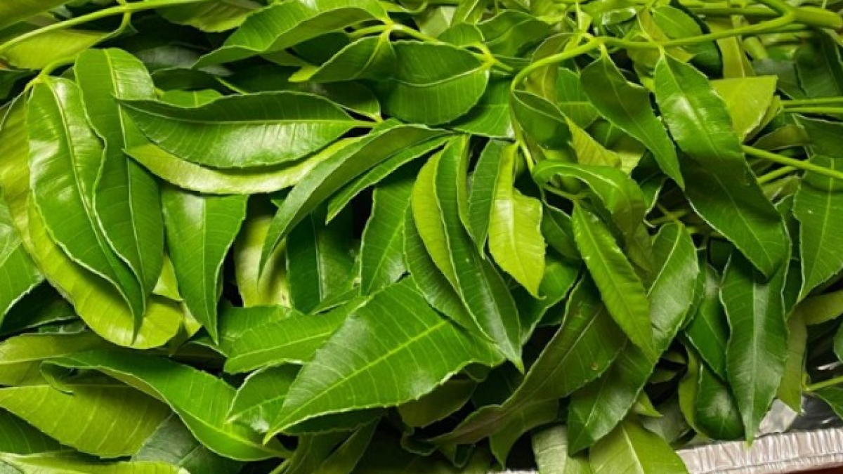 Thưởng thức Rau rừng Tây Ninh với hương vị dân dã khó quên 1
