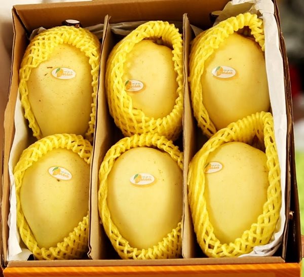 Xoài Cát Chu - Đắc sản trứ danh của tỉnh Đồng Tháp 3