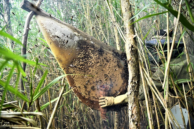 Nghề Gác Kèo Ong ở Cà Mau 3