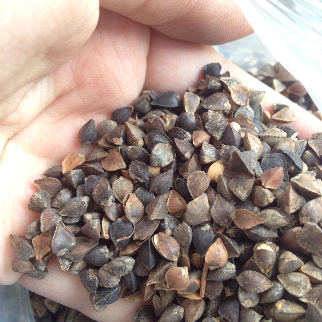 Bánh Khoai Tam Giác Mạch: Hương vị ngọt thanh của núi rừng Tuyên Quang 3