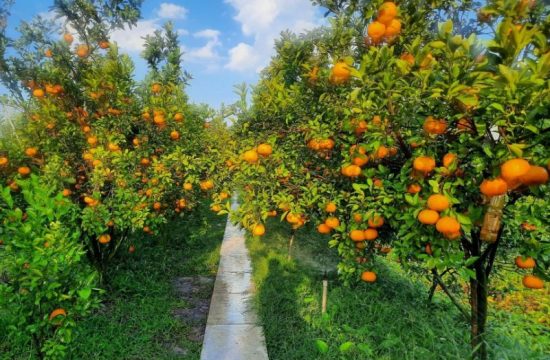 Vườn quýt hồng Lai Vung: Khám phá hương vị ngọt ngào ngay tại chỗ 13