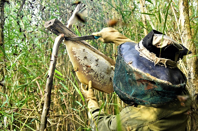 Nghề Gác Kèo Ong ở Cà Mau 5