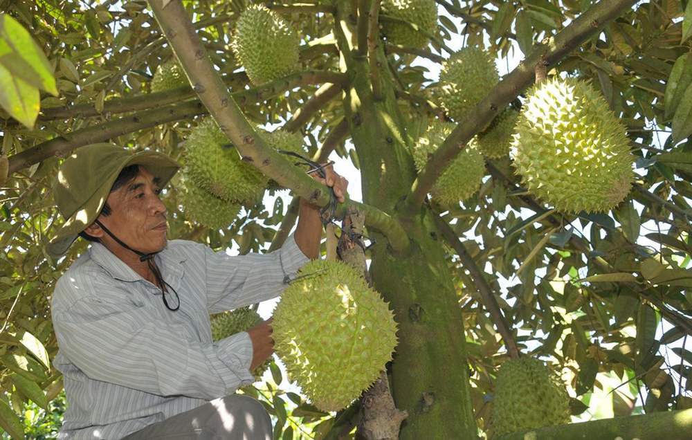 Sầu riêng Ngũ Hiệp và hương vị nức lòng người 5