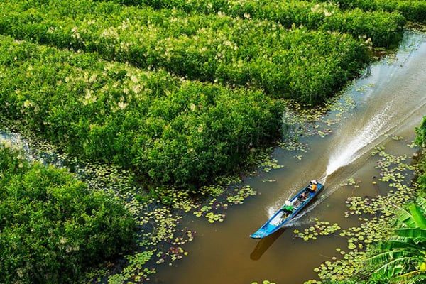 Khám Phá Rừng U Minh Hạ: Thiên Nhiên Hoang Sơ và Lịch Sử Cách Mạng 5