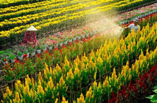 Khám phá làng hoa Sa Đéc: Thủ phủ hoa lớn nhất miền Tây 13