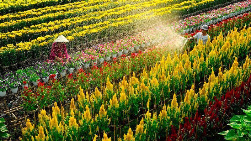 Khám phá làng hoa Sa Đéc: Thủ phủ hoa lớn nhất miền Tây 5