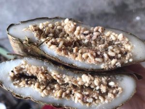 Đặc sản Trứng Kiến 7