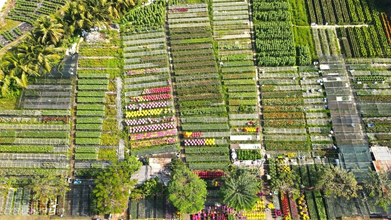 Khám phá làng hoa Sa Đéc: Thủ phủ hoa lớn nhất miền Tây 7