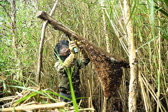 Nghề Gác Kèo Ong ở Cà Mau 7