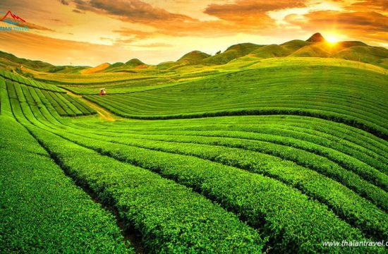 Đồi Chè Trái Tim Mộc Châu 17