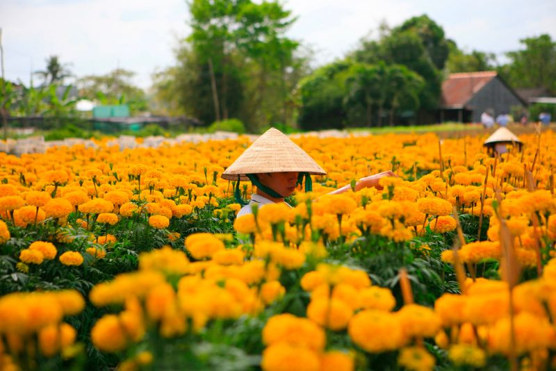 Khám phá làng hoa Sa Đéc: Thủ phủ hoa lớn nhất miền Tây 9