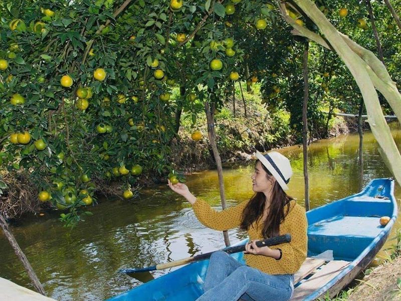 Vườn quýt hồng Lai Vung: Khám phá hương vị ngọt ngào ngay tại chỗ 11