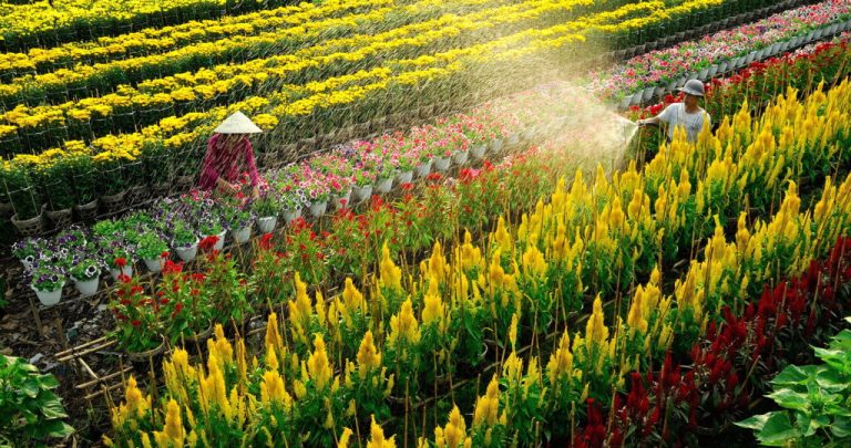 Lịch trình du lịch 4 ngày 3 đêm tại Đồng Tháp