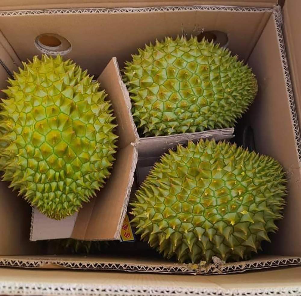 Sầu riêng Ngũ Hiệp và hương vị nức lòng người 13
