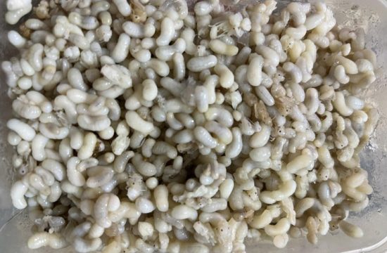Đặc sản Trứng Kiến 23