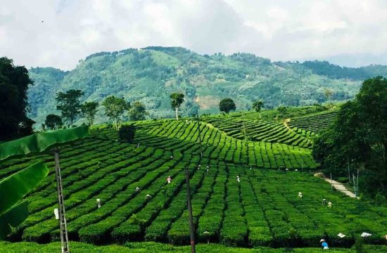 Đồi chè Tân Uyên 15