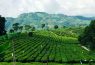 Đồi chè Tân Uyên 7