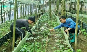 Người Dao Khâu với nghề thuốc Nam gia truyền 3