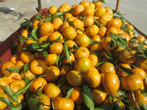 Quýt Bắc Sơn, món quà quý xứ Lạng 3