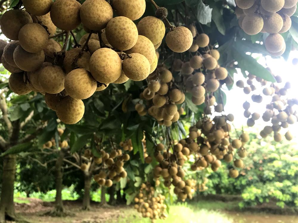 Hưng Yên 85