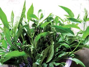CANH TIẾT LÁ ĐẮNG MANG HƯƠNG VỊ TRỨ DANH NƠI NÚI RỪNG LAI CHÂU 5