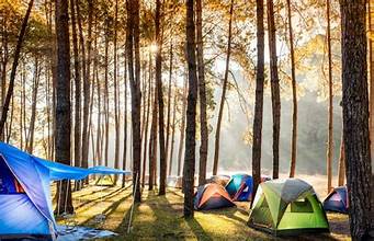 PineForest Camping