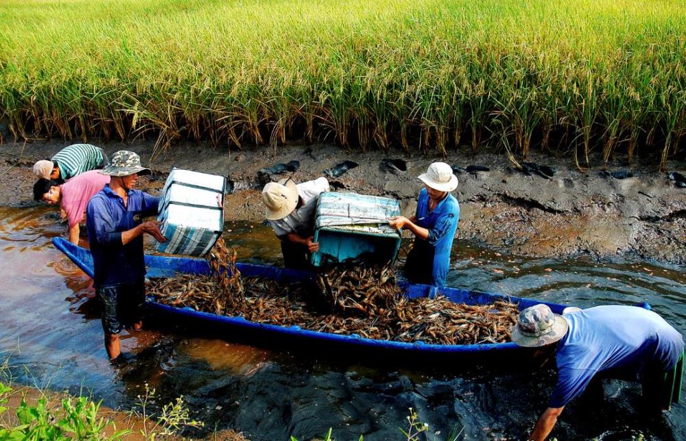 TOUR MIỀN TÂY 2 Ngày 1 Đêm – CÀ MAU – BẠC LIÊU – SÓC TRĂNG 3