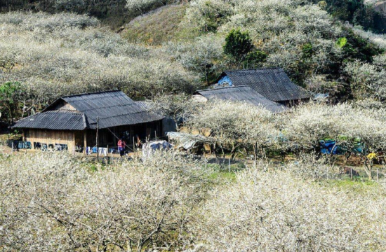 Thung Lũng Mận Nà Ka 13