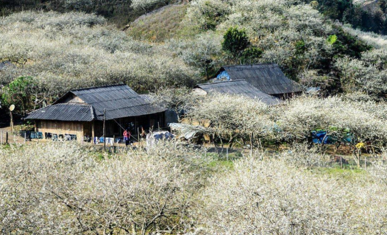 Thung Lũng Mận Nà Ka