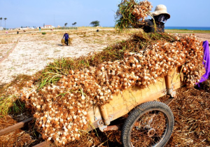 Đảo Lý Sơn - Vương quốc tỏi giữa biển bao la 7