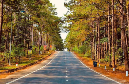 Rừng thông Măng Đen, hình ảnh Đà Lạt thu nhỏ trong lòng Kon Tum 3