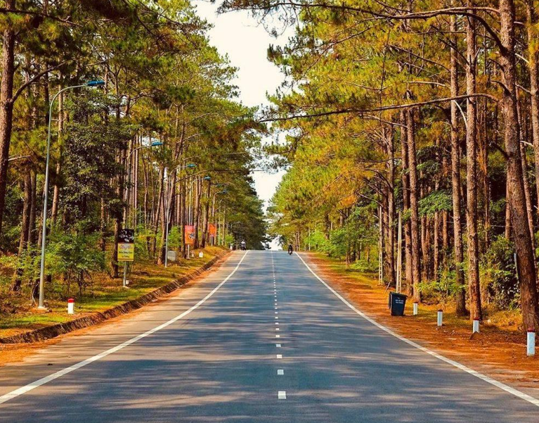 Rừng thông Măng Đen, hình ảnh Đà Lạt thu nhỏ trong lòng Kon Tum 1