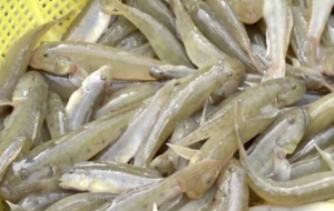 Cá bống sông Trà – đặc sản trứ danh Quảng Ngãi 5