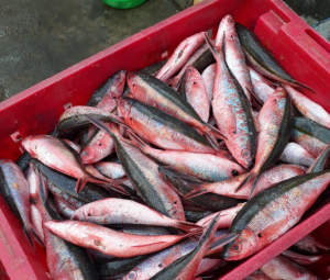 Đặc sản chả cá Lý Sơn, Quảng Ngãi – niềm tự hào của ngư dân huyện đảo 3