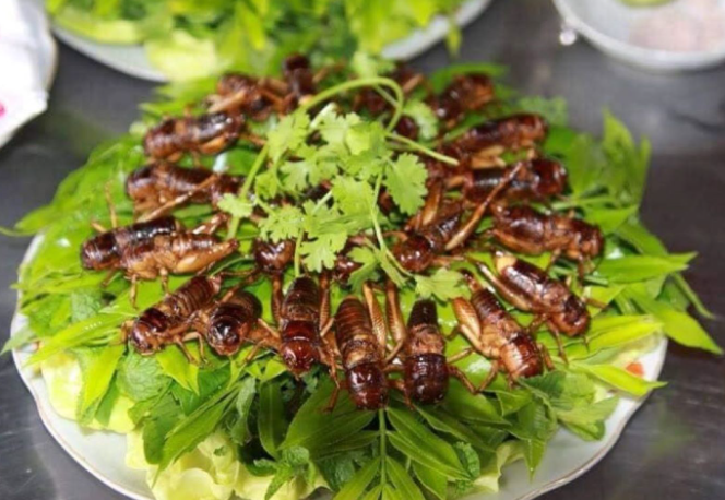 Dế chiên Kon Tum, món ăn đặc sản nổi tiếng ở vùng đất Tây Nguyên 1