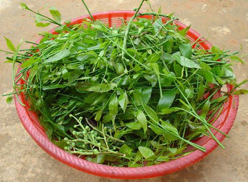 Rau sắng 31